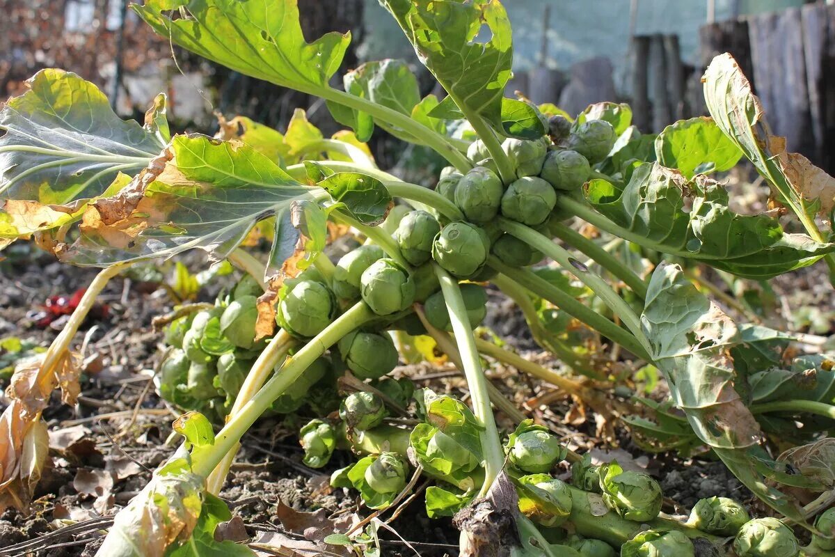 Как сажать брюссельскую капусту. Брюссельская капуста. Brassica oleracea var. Gemmifera брюссельская капуста. Брюссельская капуста рассада. Капуста брюссельская Геркулес.