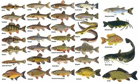 Des poissons