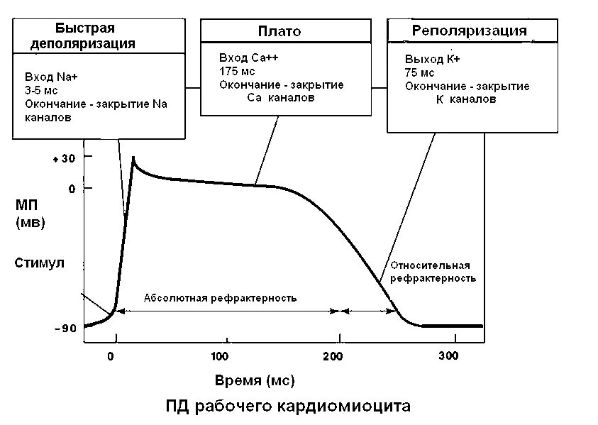 Абсолютная рефрактерность типичного кардиомиоцита. Фазы потенциала действия физиология кардиомиоцитов. схема потенциала действия кардиомиоцита. механизм потенциала действия атипичных кардиомиоцитов. график потенциала действия типичного кардиомиоцита.