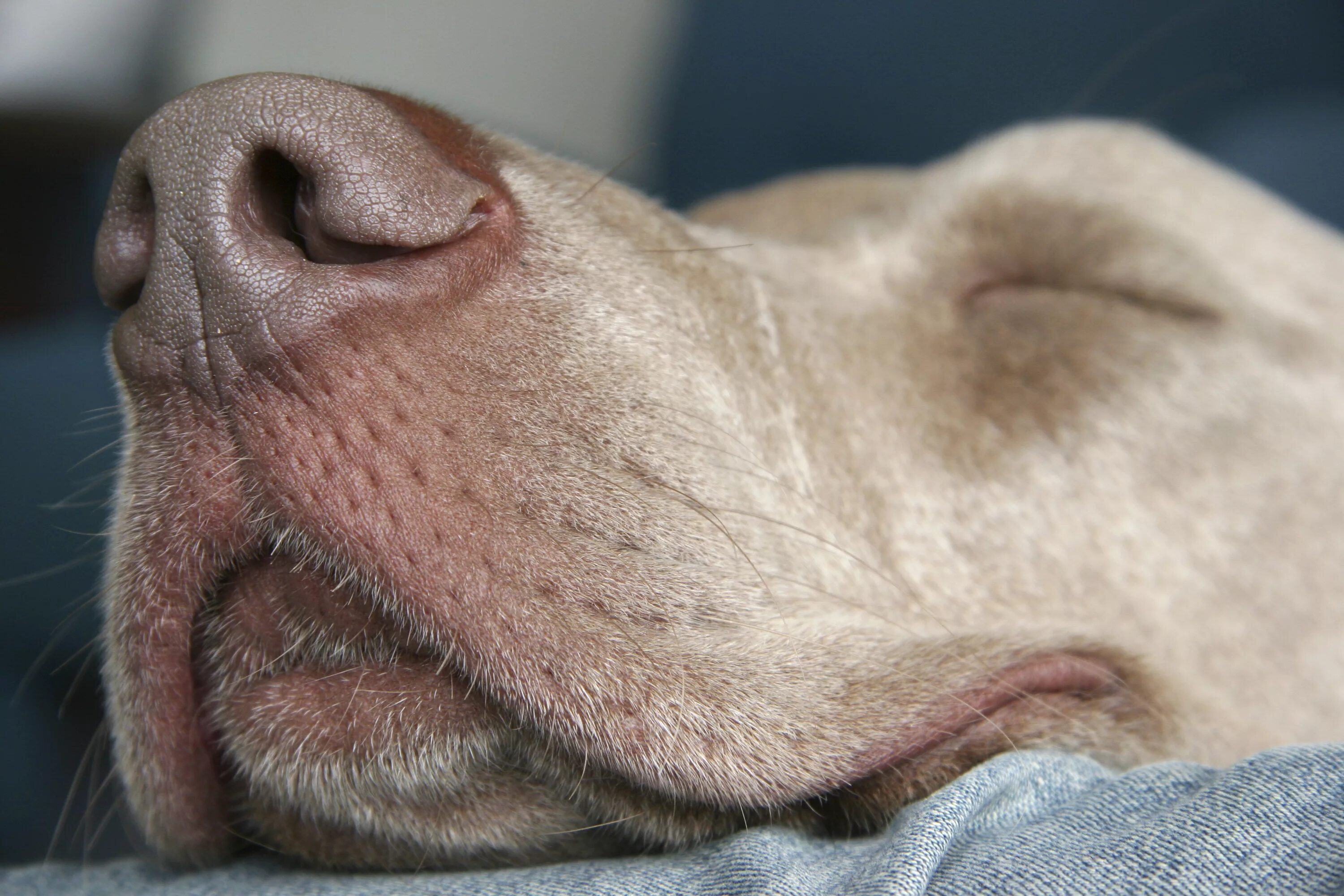Нос собаки. Пигментация носа у собаки. Собачий носик.