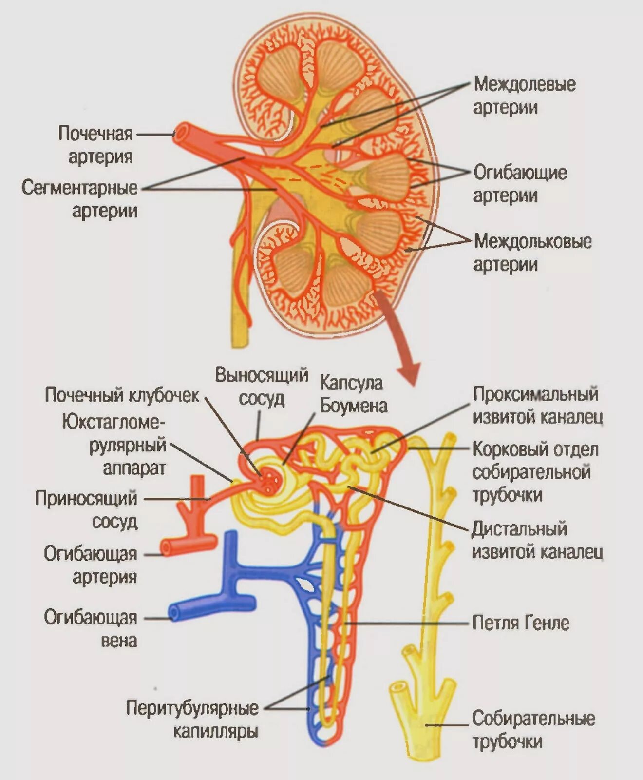 Строение нефрона почечная артерия. Кровоснабжение почки схема. Строение почки кровеносные сосуды. Артерии почки, строение анатомия. Система кровообращения почек