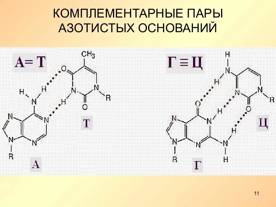 Комплементарные пары азотистых оснований. Формулы комплементарных азотистых оснований. Комплементарные пары азотистых оснований ДНК водородные связи. Комплементарные нуклеотиды ДНК.