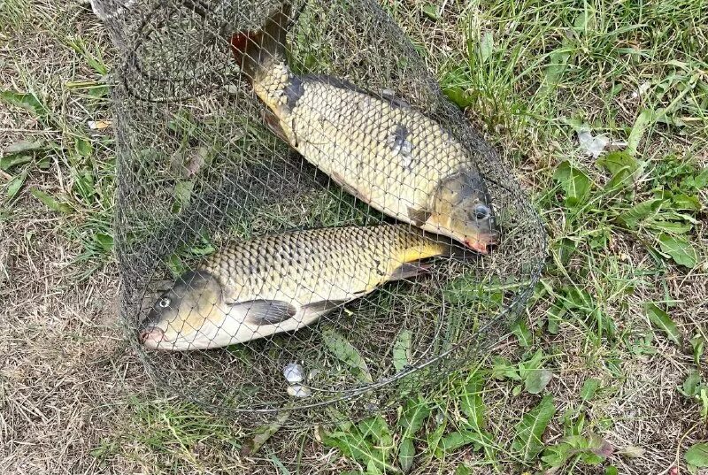 Калужская форель. Калужская форель опытная. Рыбалка воротынск форель. Много щук в лахте. Ловля форели на блесну вильямс зимой.