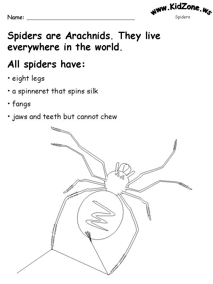 Spider Worksheet for Kids. Worksheets about Spider. Spider facts for Kids. About Spider Worksheets for Kids.
