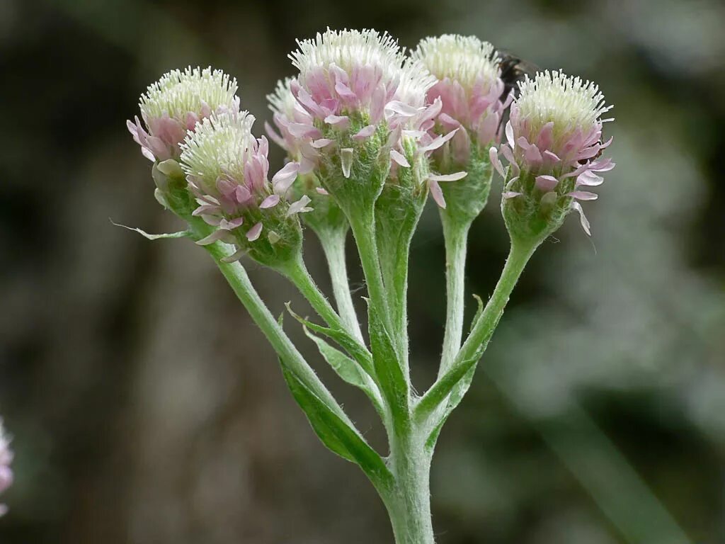 Лапках на русском языке. Кошачья лапка (Antennaria dioica). Кошачья лапка (Антеннария двудомная) (Antennaria dioica). Кошачья лапка двудомная Antennaria dioica. Антеннария двудомная томентоза (Кошачья лапка).