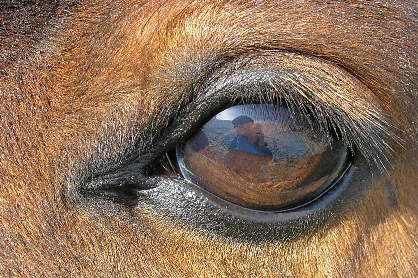Бегущими глазками. Глаз коня. Лошадиный глаз. Цвет глаз у лошадей. Зрачок лошади.