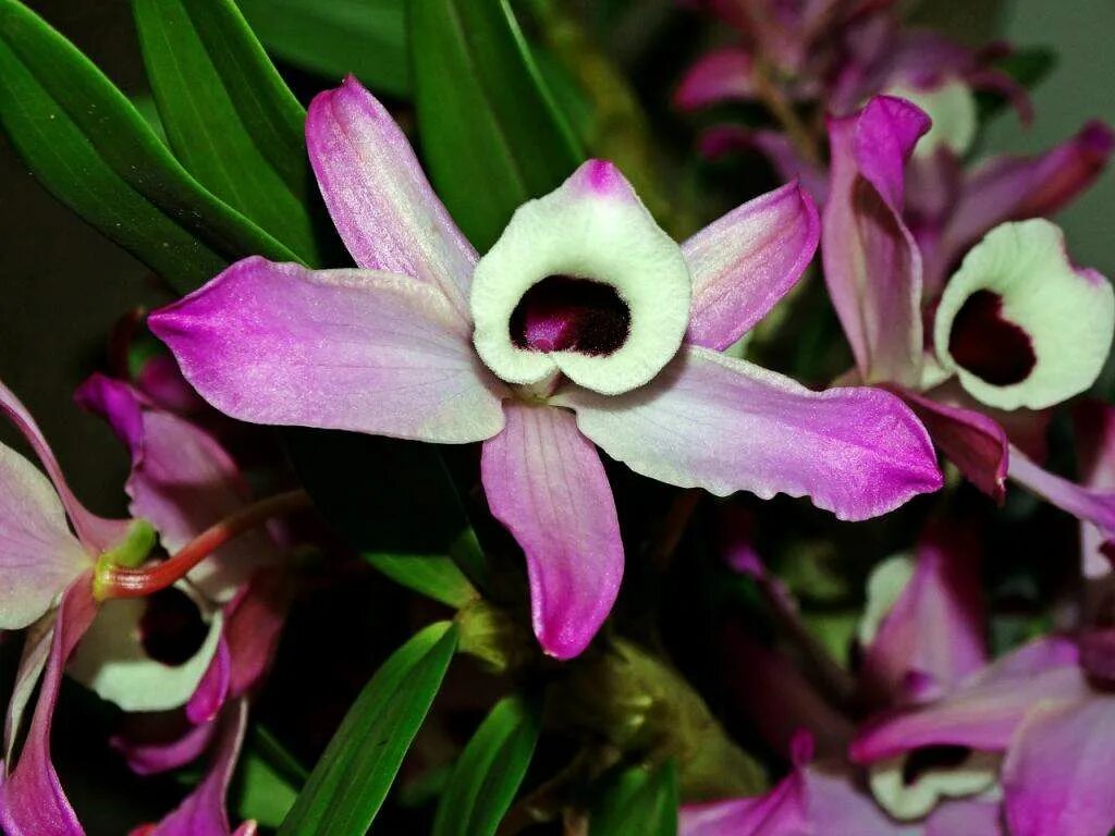 Орхидея дендробиум нобиле. Орхидея дендробиум. орхидея dendrobium. цветок дендробиум нобиле. цветущий дендробиум.