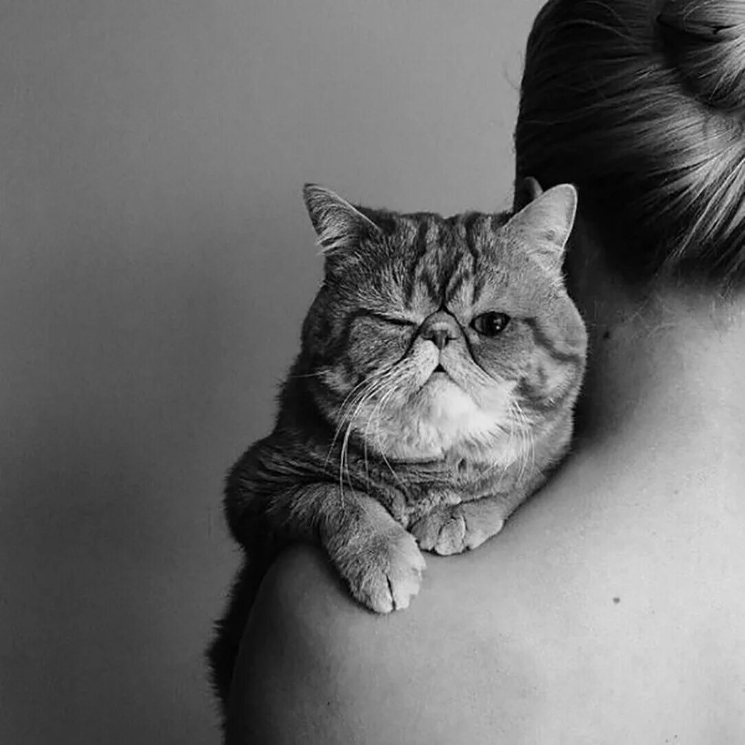Девушка котик картинки. Девушка с котом. девушка с котом на плече. девушка и кот картинки. девушка с кошкой со спины.
