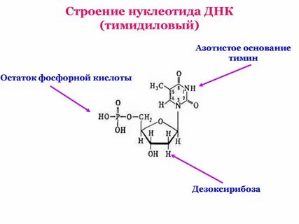 Цитозиновые нуклеотиды