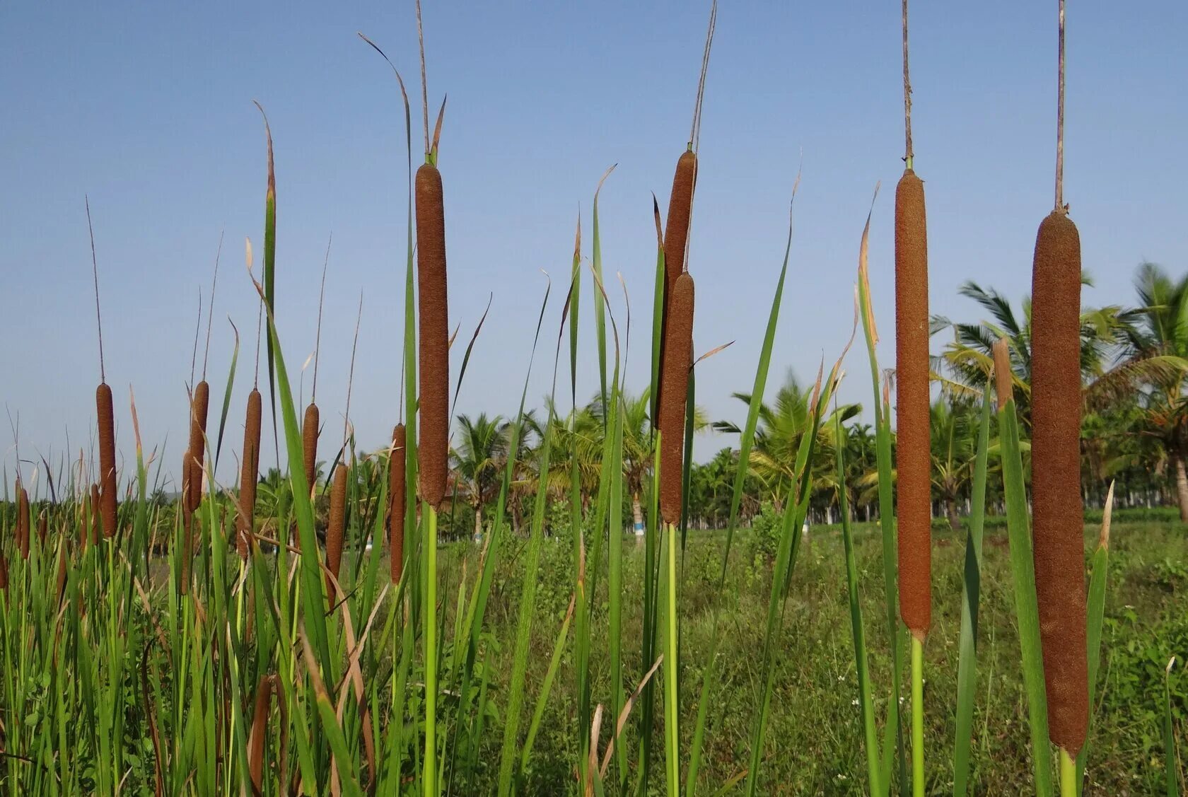 Высоким камышом и сухой. Камыш и рогоз. Чакан рогоз. Рогоз узколистный. Typha angustifolia.