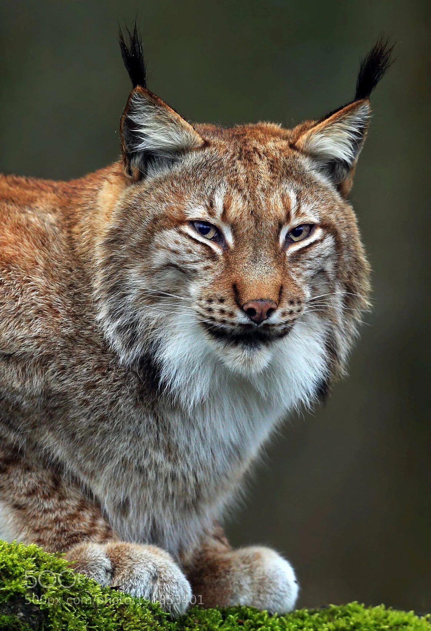 Рысь указывает на. Рысь Линкс. Рысь - Lynx Lynx (Linnaeus, 1758). Гималайская Рысь. Восточносибирская Рысь.