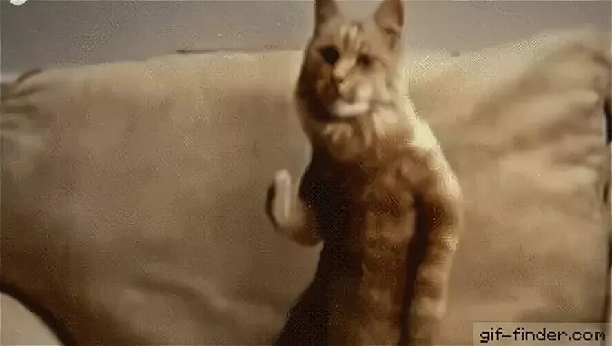Танцующие котики гиф. Кот танцует. Гифка с котом. Гифки коты танцуют. Гифка котик танцует.