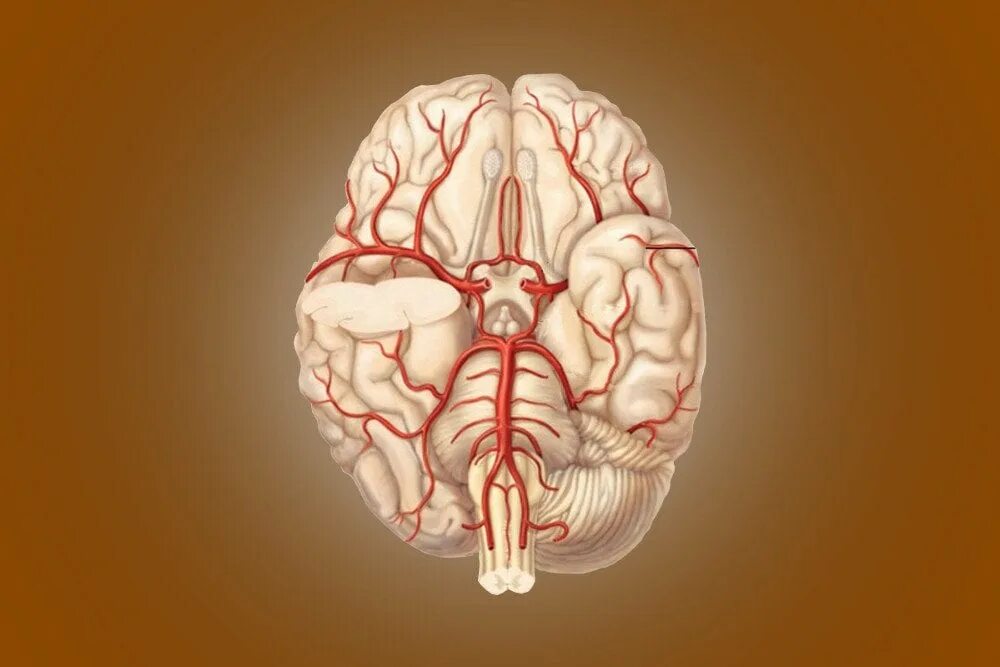 Артерии круг головного мозга. Кровообращение мозга. Виллизиев круг.. Виллизиев круг в головном мозге. Вилизиев КРУ Г. Виллизиев круг анатомия.