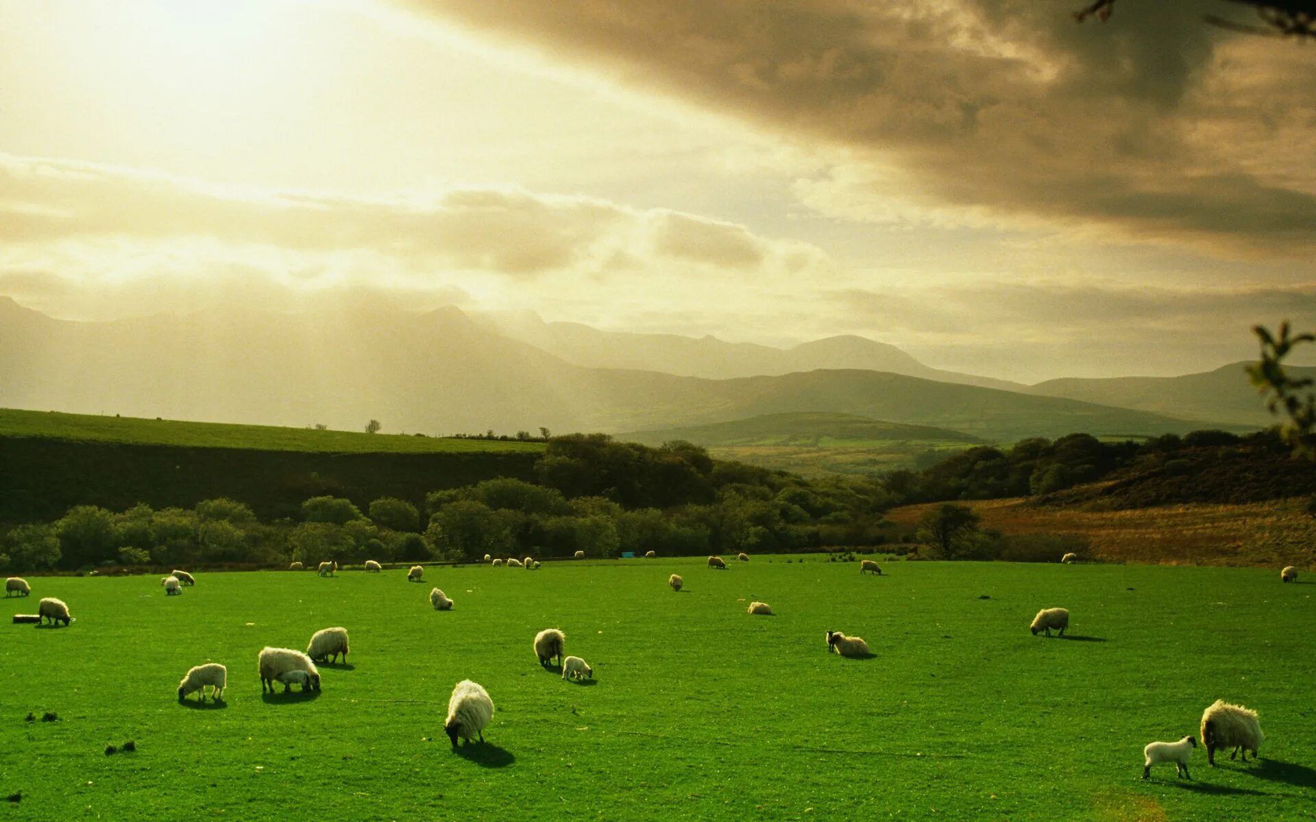 Новая зеландия пастбища. Поля пастбища алтая. Коровы в степи. Пастбище свиданий palworld. Джайляу алтай пастбище.