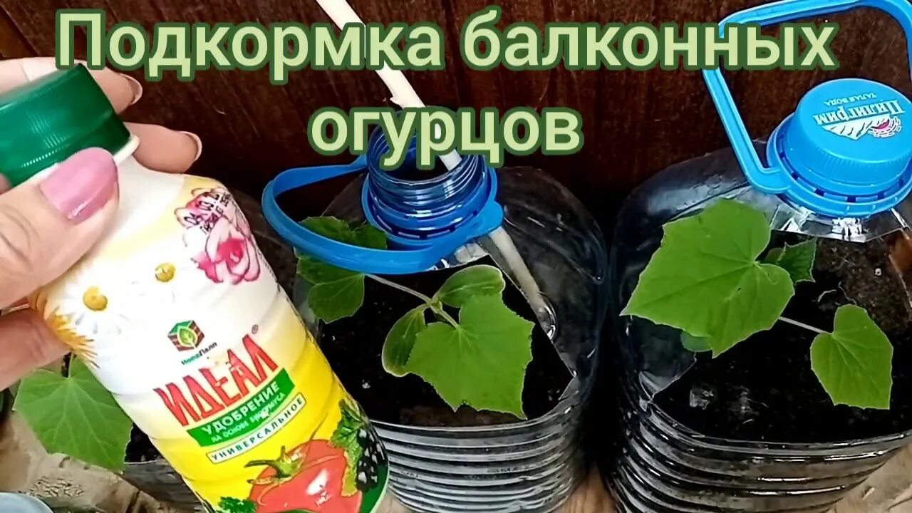 Удобрение для огурцов и помидоров. Удобрение для рассады огурцов на подоконнике. Огурцы удобрение для подкормки в открытом грунте. Огурцы удобрение для подкормки. Огурцы на подоконнике.