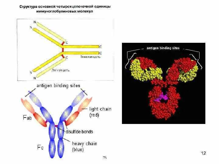 Антитела строение, классификация,функции. Структура антител Fab и FC ФРАГМЕНТЫ функции. Структура антител и их функции. Антитела строение и функции.