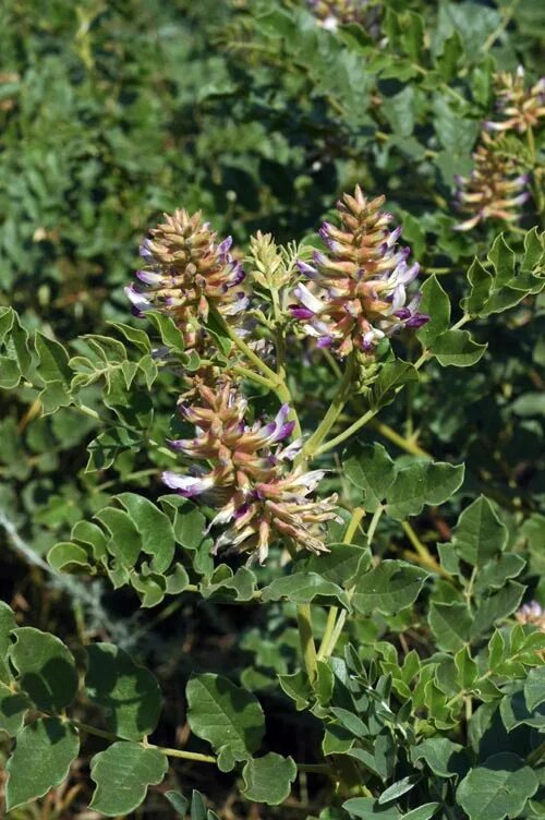 Может ли солодка. Солодка Уральская (Glycyrrhiza uralensis). Солодка Уральская — Glycyrrhiza uralensis Fisch.. Лакрица Солодка растение. Солодка Уральская Плантариум.