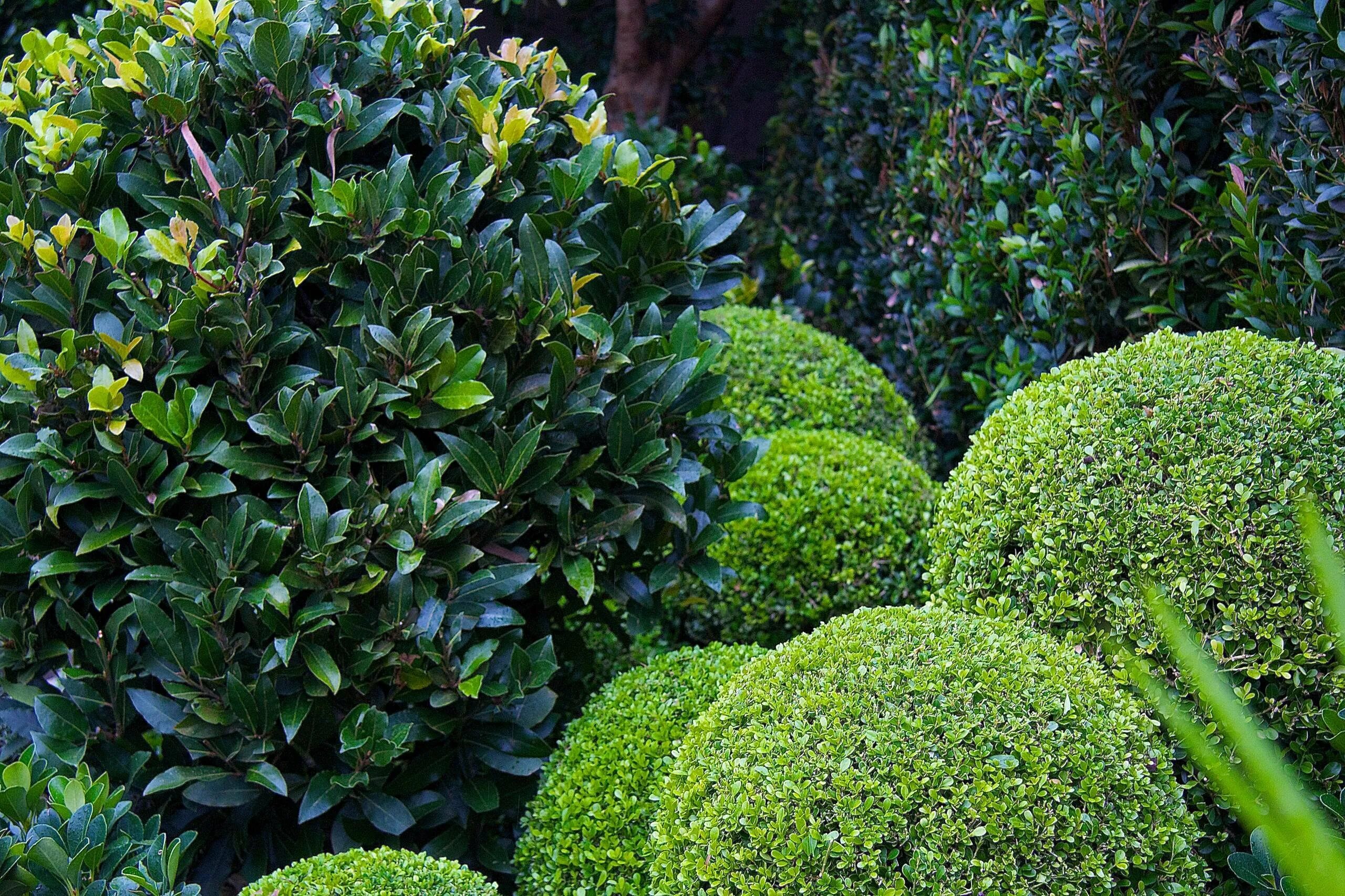 Самшит вечнозелёный búxus sempervírens. Самшит садовый. Самшит вечнозеленый buxus sempervirens. Самшит пестролистный. Самшит вечнозеленый колоновидный.