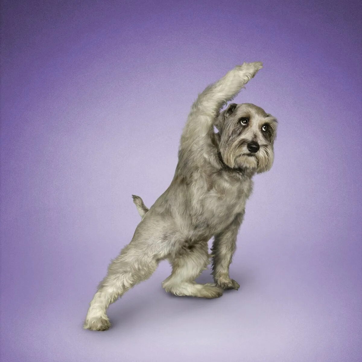 Собака йог. Позы животных. Танцующая собачка. Собака танцует. Интересные позы животных.
