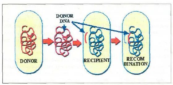 Теория Эндерляйна. Механизм рекомбинации у бактерий рисунок. Размножение бактерий схема. Донор и реципиент иллюстрация.
