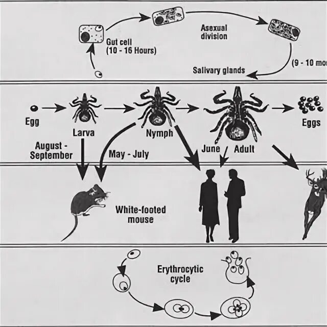 Жизненный цикл иксодовых клещей схема. Жизненный цикл акариформными клещами. Цикл развития иксодовых клещей схема. Иксодовые клещи цикл развития животных.