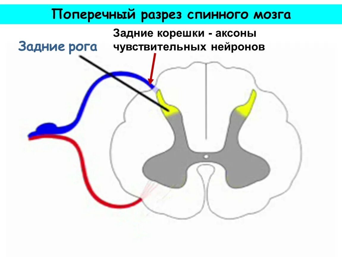 Структура спинного мозга задние рога. Срез спинного мозга l5-s1. Структуры задних Рогов спинного мозга. Строение задних Рогов спинного мозга.