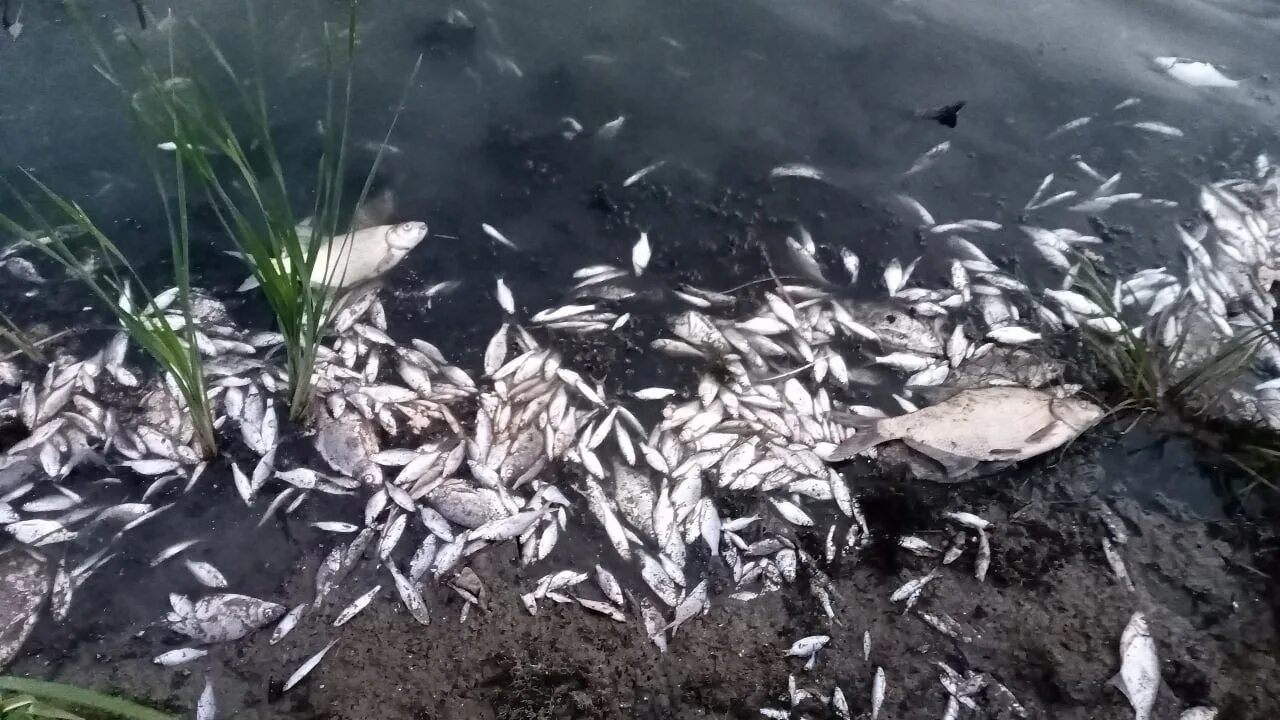 В воде гибнут. Чапаевка замор рыбы. Гибель рыбы в Самарской области.