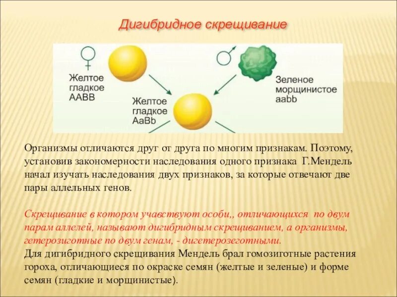 Дигибридное дигетерозиготное скрещивание. Моногибридное и дигибридное скрещивание. Дигибридное скрещивание независимое наследование. Дигибридное скрещивание 10 класс. Дигетерозиготный горох с желтыми гладкими семенами