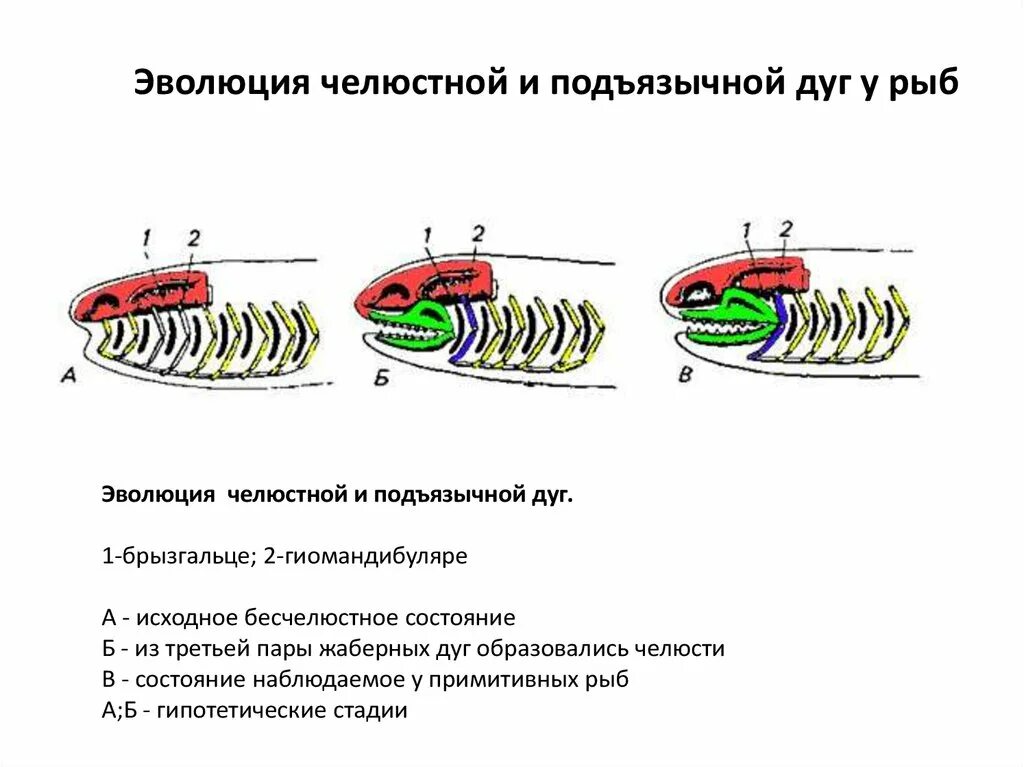 Эволюция челюстей у позвоночных. Эволюция жаберных дуг у рыб. Эволюция челюстей у рыб. Появление челюстей у позвоночных