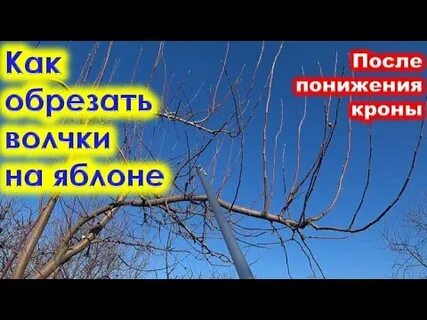 Волчки на яблоне
