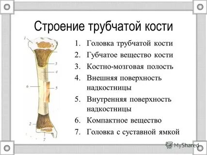 Схема строения трубчатой кости