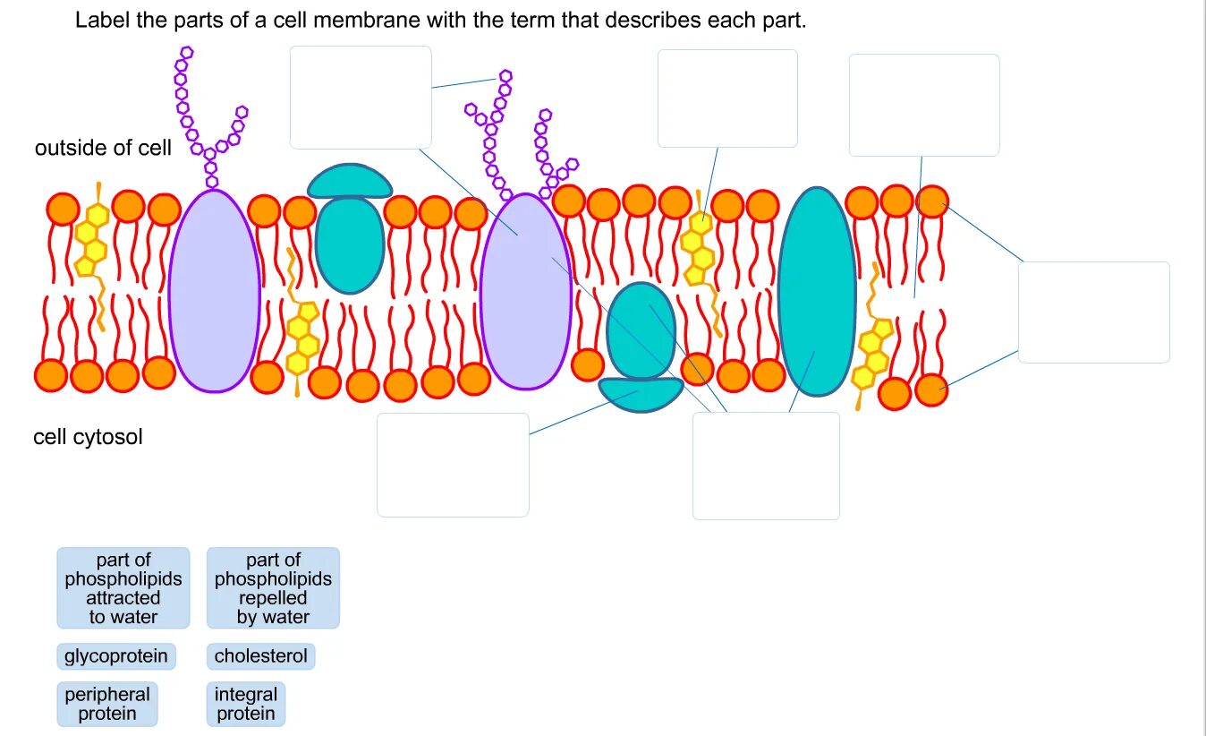 Cell membrane. Cell membrane structure. холестерол в мембране. plasma membrane structure.