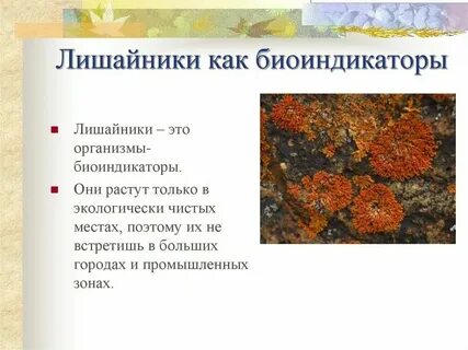 Лишайники являются растением