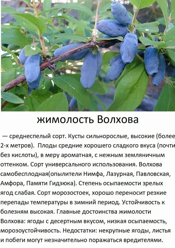 Жимолость сорт Волхова. Жимолость съедобная куст с ягодами. Жимолость съедобная Черничка. Жимолость съедобная 'Морена' куст. Жимолость нимфа описание опылители