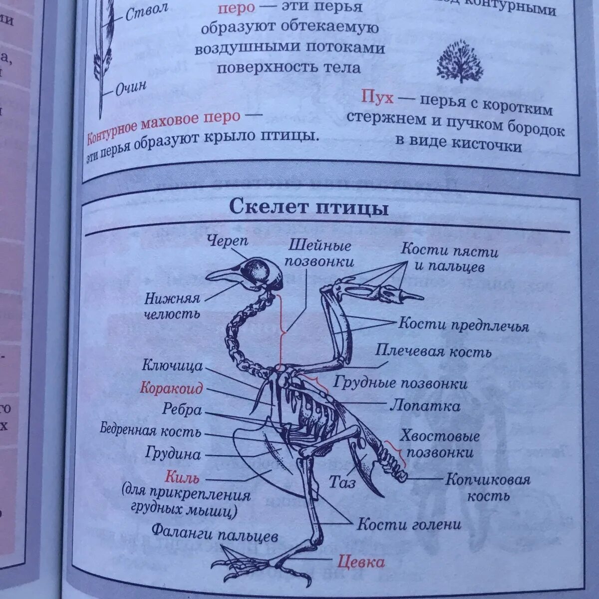 Таблица птицы 7 класс биология строение. Скелет птицы. Строение скелета птицы таблица. Таблица по отделам скелета птиц. Таблица по скелету птиц биология 7 кла.