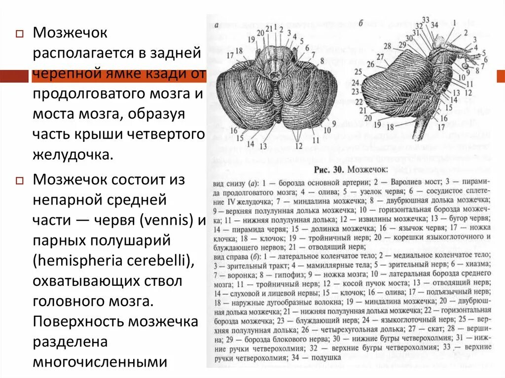 Мозжечок вид снизу и спереди. Мозжечок анатомия функции. Мозжечок препарат анатомия. Узелок мозжечка.