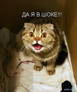 Ничего картинки смешные