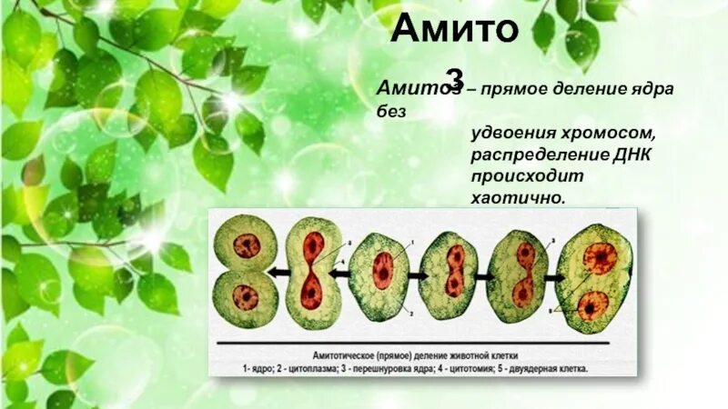 Деление ядра перетяжкой происходит в. Амитоз. клеточное деления амитоз. прямое деление клетки. прямое деление ядра клетки.