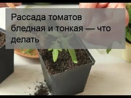 Бледная рассада томатов чем подкормить