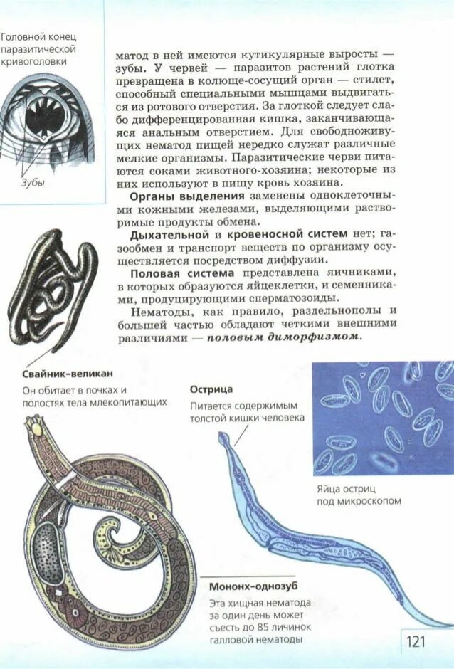 Сперматозоиды круглых червей. Мононх однозуб. Нематоды головной конец.