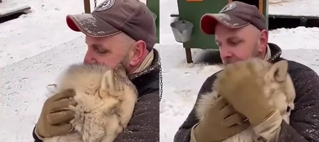 Кошка улыбается. Животные ржут. Кошка смеется над собакой. Кот и собака. Кошки смеются говорят я не собака.