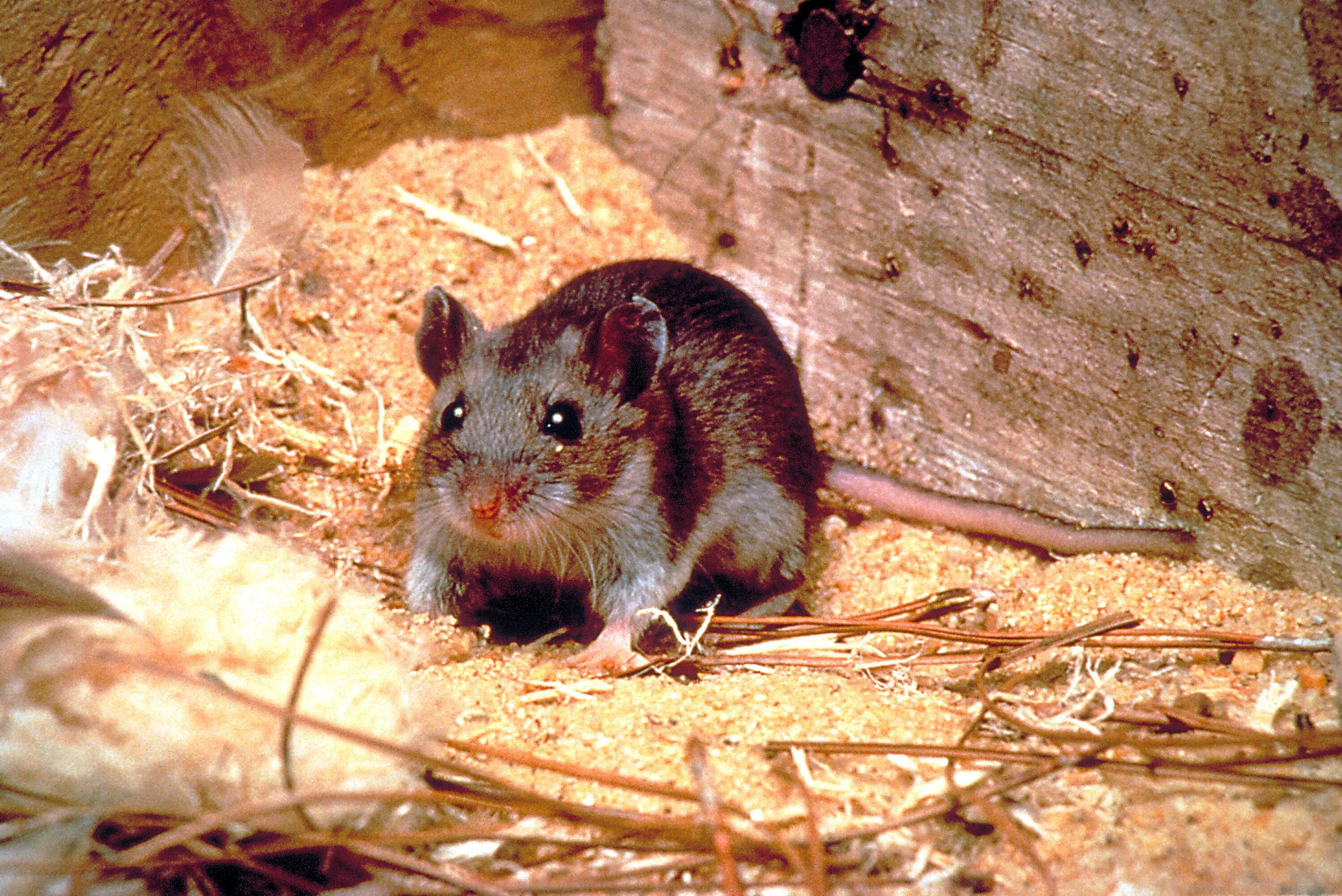Крысовидный хомяк. Peromyscus maniculatus. Оленья мышь Peromyscus maniculatus. Длиннохвостый хомячок. Сонник видеть мышей