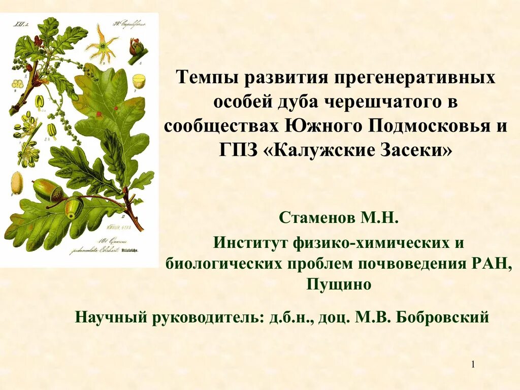 Гелиофиты дуб черешчатый. Сырье дуба черешчатого. Солонцовый дуб черешчатый. Дуб черешчатый фото и описание. Диаметр дуба черешчатого