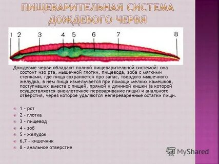 Черви верные утверждения
