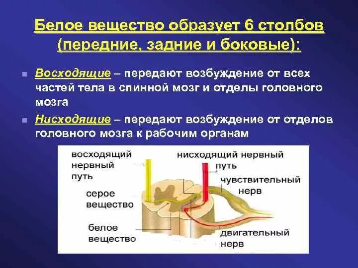 Нервная ткань белое вещество. Белое вещество образовано. Белое вещество в нервной ткани образовано. Белое вещество нервной системы это. Аксон образует серое вещество