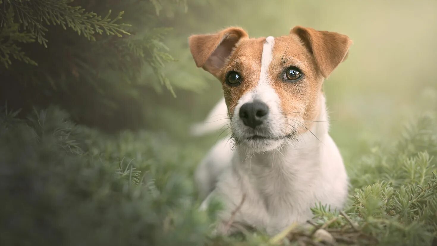 Порода собак джек рассел. Пропала собака джек рассел. Щенята лабрадор джек рассел. Джек-рассел-терьер щенок. Джек рассел.