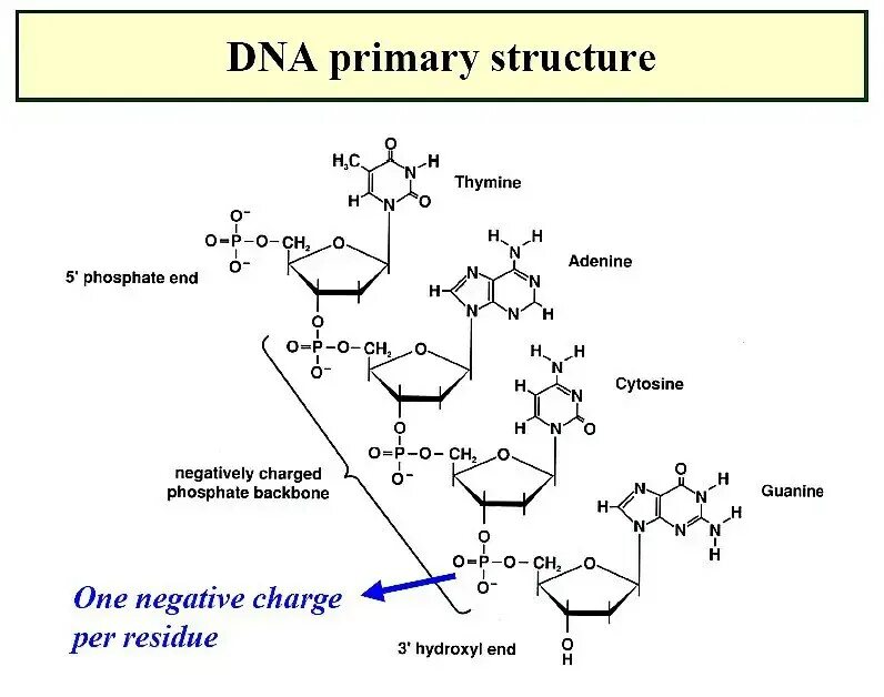 Какая формула молекулы днк. Строение первичной структуры ДНК. Первичная структура ДНК. Первичная структура структура ДНК. Вторичная структура ДНК биохимия формула.