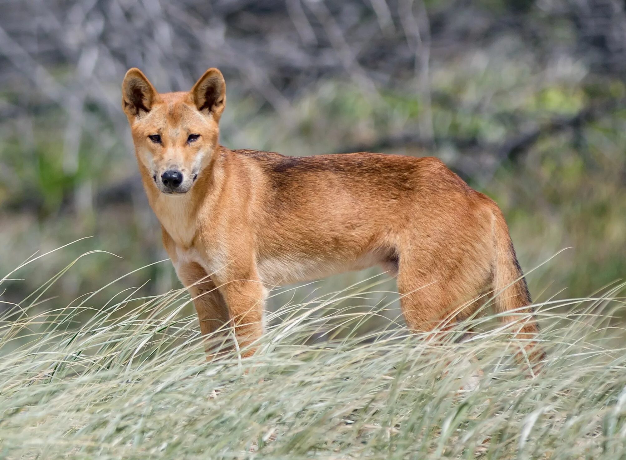 Swamp dingo