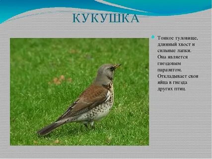 Перелетная птица mp3