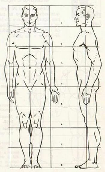 Пропорция человека для рисования сбоку. Пропорции тела человека анатомия. Пропорции тела человека рисунок. Пропорции тела мужчины рисунок. Рисунок насколько